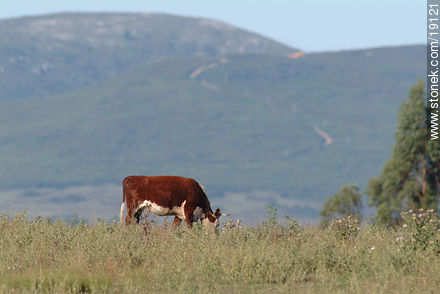 Vacas con el fondo de las sierras de Cuchilla Grande - Departamento de Lavalleja - URUGUAY. Foto No. 19121