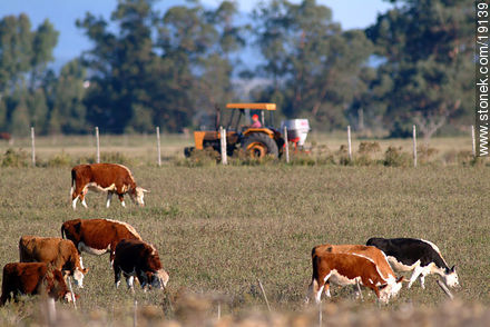 Cattle and tractor - Lavalleja - URUGUAY. Photo #19139