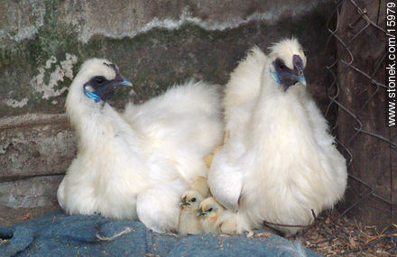 Japanese chicks - Fauna - MORE IMAGES. Photo #15979