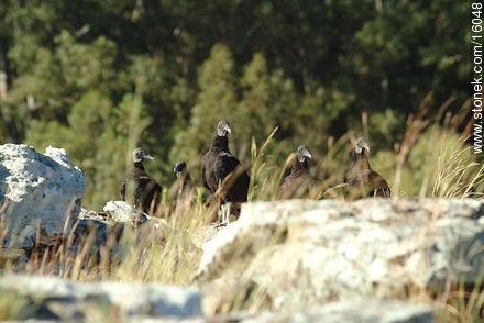 Uruguay: cuervo cabeza negra. Argentina: jote - Departamento de Tacuarembó - URUGUAY. Foto No. 16048