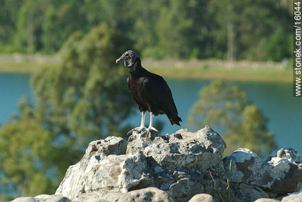 Uruguay: cuervo cabeza negra. Argentina: jote - Departamento de Tacuarembó - URUGUAY. Foto No. 16044