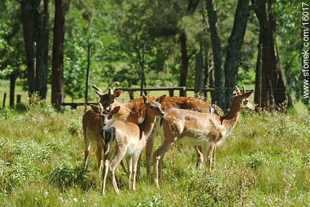 Ciervos en el zoológico de Tacuarembó - Departamento de Tacuarembó - URUGUAY. Foto No. 16017
