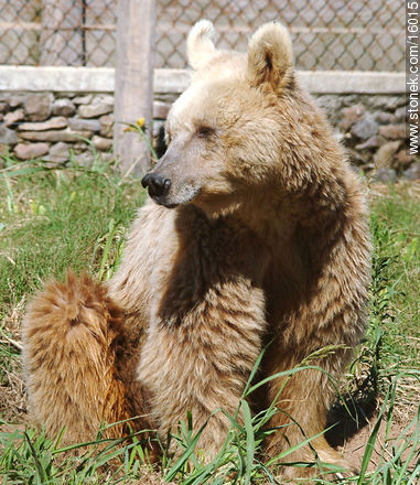 grizzly bear - Tacuarembo - URUGUAY. Photo #16015