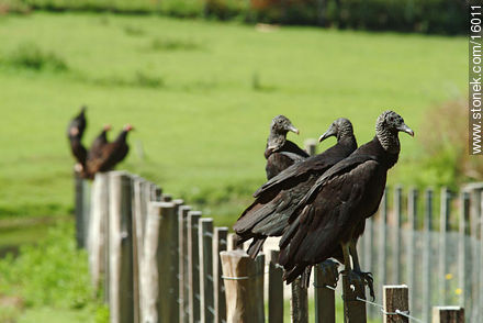 vultures - Tacuarembo - URUGUAY. Photo #16011