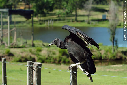 Uruguay: cuervo cabeza negra. Argentina: jote - Departamento de Tacuarembó - URUGUAY. Foto No. 16009