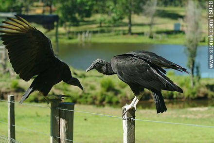 Uruguay: cuervo cabeza negra. Argentina: jote - Departamento de Tacuarembó - URUGUAY. Foto No. 16008