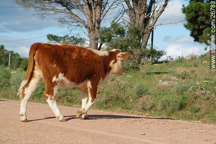 Calf crossing the road - Lavalleja - URUGUAY. Photo #26783