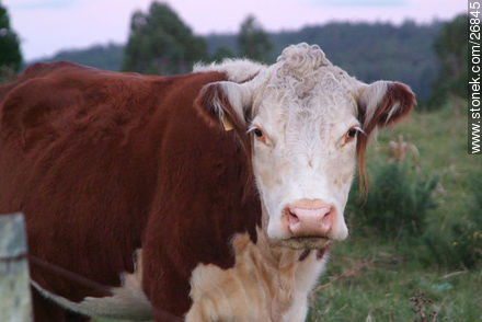 Vaca Hereford - Departamento de Lavalleja - URUGUAY. Foto No. 26845