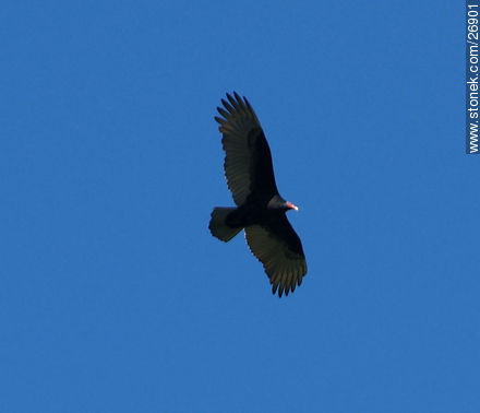 Turkey buzzard - Lavalleja - URUGUAY. Photo #26901