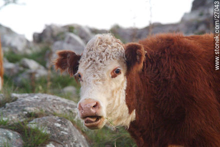 Hereford cattle - Lavalleja - URUGUAY. Photo #27043