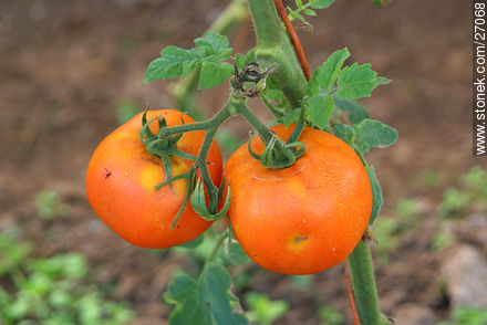 Tomatoes - Lavalleja - URUGUAY. Photo #27068