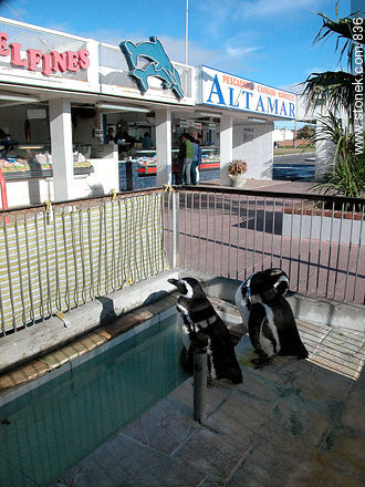 The fish stores workers take care of those lost penguins - Department of Montevideo - URUGUAY. Photo #836