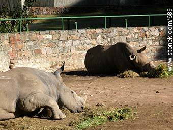Rinocerontes descansando. - Departamento de Montevideo - URUGUAY. Foto No. 689