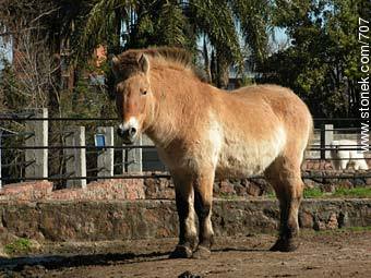 Przewalski horse from steppe. - Department of Montevideo - URUGUAY. Photo #707