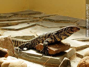 Wall lizard. - Department of Montevideo - URUGUAY. Photo #662