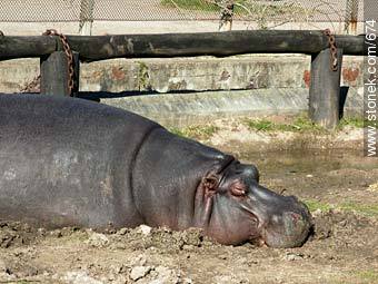Hipopótamo descansando. - Departamento de Montevideo - URUGUAY. Foto No. 674