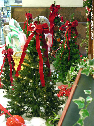 Christmass trees -  - MORE IMAGES. Photo #23408