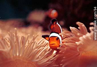 Nemo -  - USA-CANADA. Photo #94