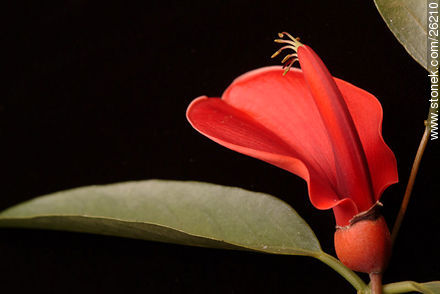 Flor de ceibo - Flora - IMÁGENES VARIAS. Foto No. 26210