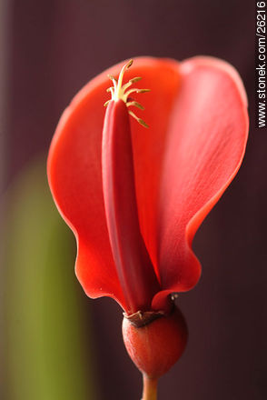 Flor de ceibo - Stonek Fotografía - Foto No. 26216