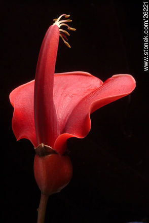 Flor de ceibo - Flora - IMÁGENES VARIAS. Foto No. 26221