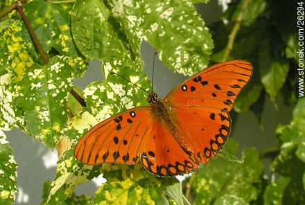 Mariposa - Fauna - IMÁGENES VARIAS. Foto No. 26294