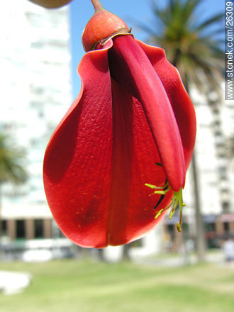 Ceibo en flor - Flora - IMÁGENES VARIAS. Foto No. 26309