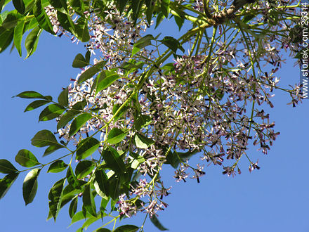 Paraiso en flor - Flora - IMÁGENES VARIAS. Foto No. 26314