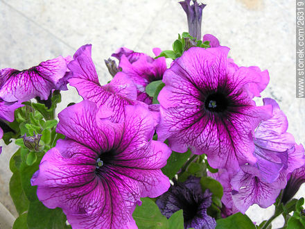 Petunia - Flora - IMÁGENES VARIAS. Foto No. 26319