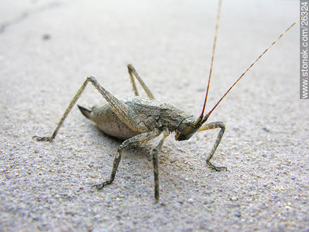 Grasshopper - Fauna - MORE IMAGES. Photo #26324