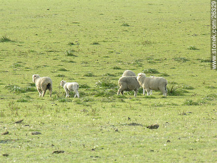 Rebaño de ovejas -  - URUGUAY. Foto No. 26329