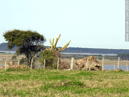 Laguna de José Ignacio - Punta del Este y balnearios cercanos - URUGUAY. Foto No. 26336