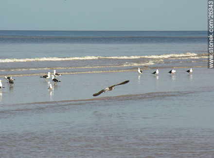 Seagull - Department of Montevideo - URUGUAY. Photo #26343