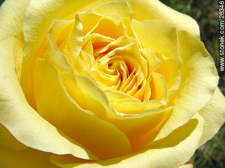Rosa - Flora - IMÁGENES VARIAS. Foto No. 26346