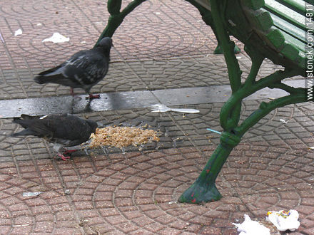 Paloma alimentándose de vómito en la Plaza Libertad -  - URUGUAY. Foto No. 14811