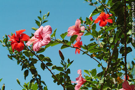 Flores de hibisco - Flora - IMÁGENES VARIAS. Foto No. 14451