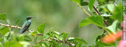 Picaflor o colibrí - Departamento de Maldonado - URUGUAY. Foto No. 14521
