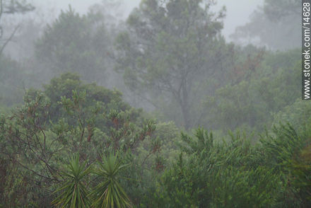 Lluvia en el bosque - Departamento de Maldonado - URUGUAY. Foto No. 14628