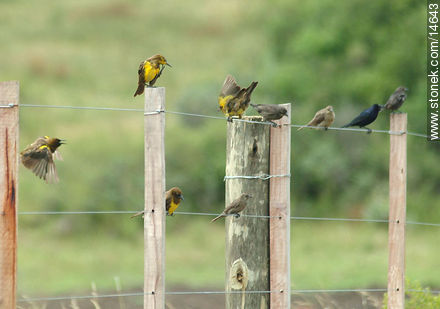 Brown-and-Yellow Marshbird - Department of Maldonado - URUGUAY. Photo #14643