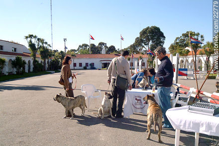 Concurso de perros cimarrones - Departamento de Montevideo - URUGUAY. Foto No. 22779
