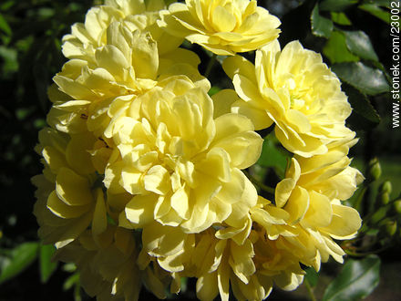  - Flora - IMÁGENES VARIAS. Foto No. 23002