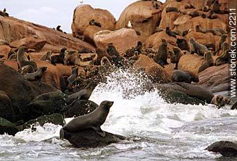 In the Isla de Lobos. (Seal Island) - Punta del Este and its near resorts - URUGUAY. Photo #2211