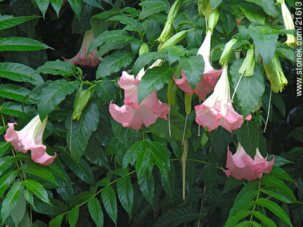Campanillas - Flora - IMÁGENES VARIAS. Foto No. 21613