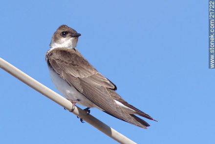 Swallow. Brown-chested Martin - Fauna - MORE IMAGES. Photo #21722