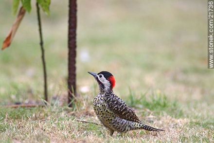 Woodpecker - Fauna - MORE IMAGES. Photo #21736