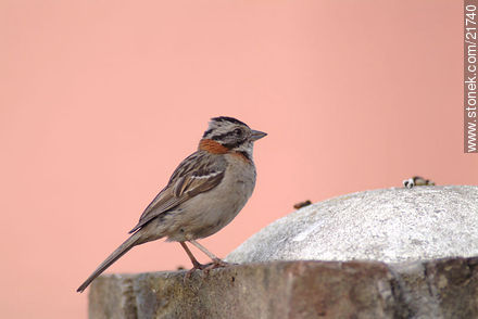 Rufous-collared Sparrow - Department of Maldonado - URUGUAY. Photo #21740