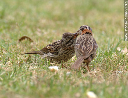 Rufous-collared Sparrow - Department of Maldonado - URUGUAY. Photo #21762
