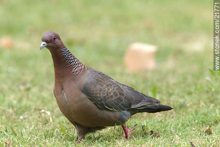 Picazuro Pigeon - Fauna - MORE IMAGES. Photo #21771
