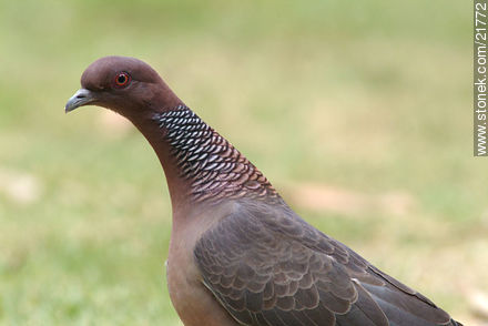 Picazuro Pigeon - Fauna - MORE IMAGES. Photo #21772