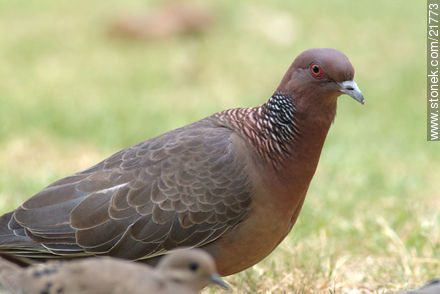 Picazuro Pigeon - Fauna - MORE IMAGES. Photo #21773